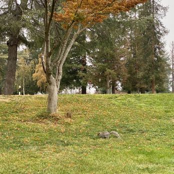 John D. Morgan Park - Squirrels! - Playgrounds Near Me - Campbell, California