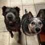 Photo of Cross Country Critters