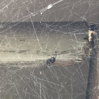 About Bugs Pest Control - Black widow - Pest Control Near Me