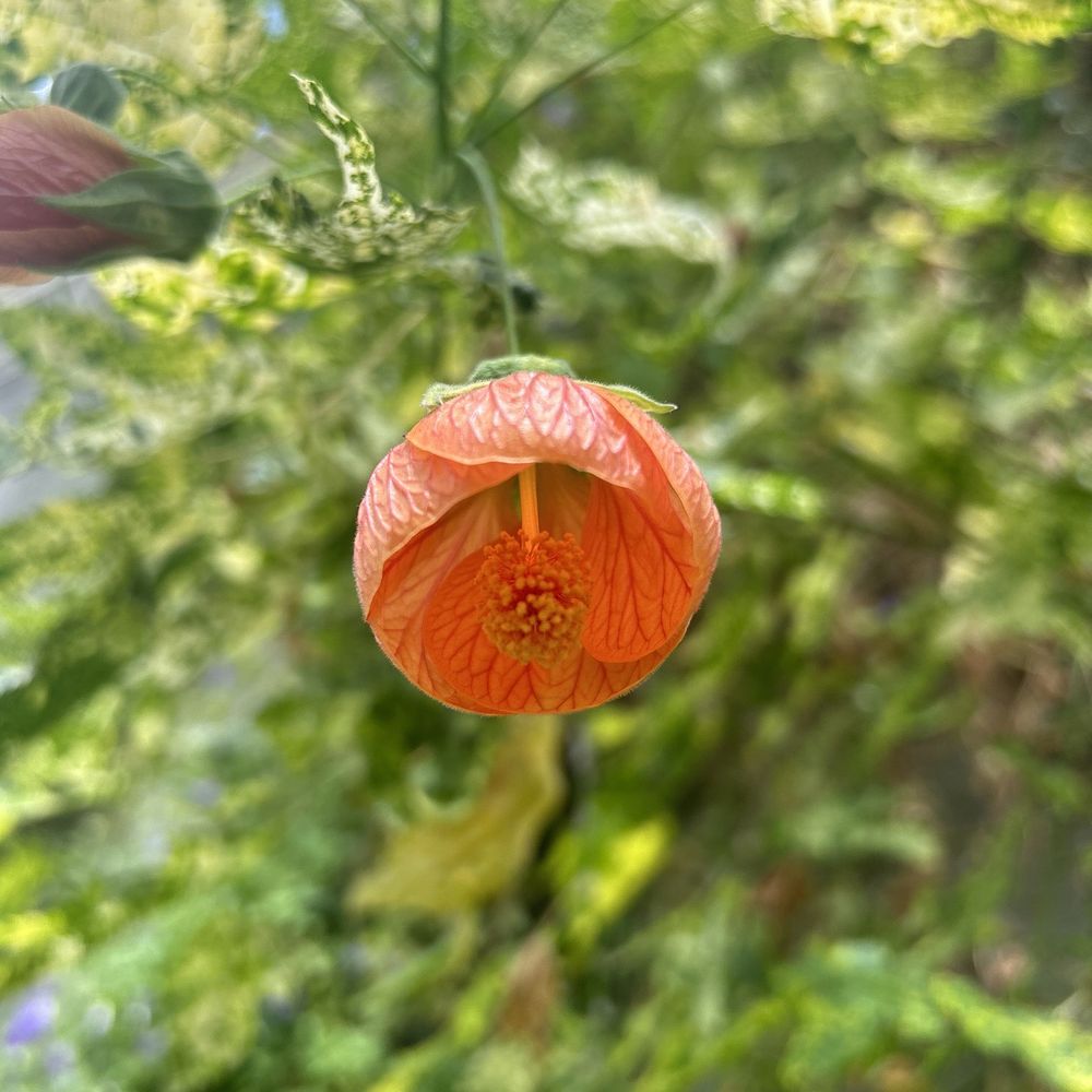 National Botanic Gardens - Parks Near Me - Glasnevin, D