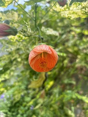 National Botanic Gardens by null