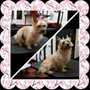 Photo of Amber's Dog Grooming