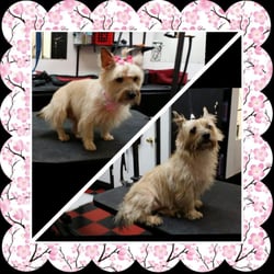 Amber's Dog Grooming