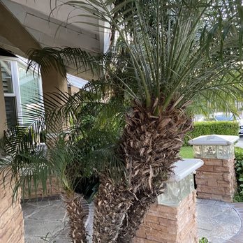 Tony's BC Tree Service - Pruning - Tree Services Near Me - Orange, California Tony's BC Tree Service - Pruning - Tree Services Near Me - Orange, California