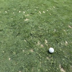 Wyncote Golf Club - Tee box with crabgrass.