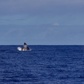 Capt Andy's - Mating whales - Boat Tours Near Me - Ele'ele, Hawaii