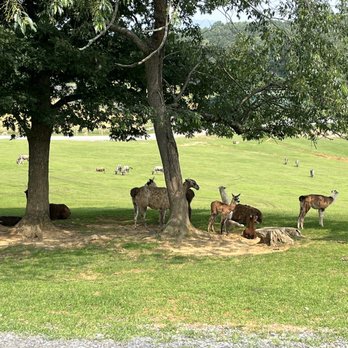 Virginia Safari Park - Some animals hang and others get in the cars way to stop you from moving. Use the restrooms before you enter. - Zoos Near Me - Natural Bridge, Virginia Virginia Safari Park - Some animals hang and others get in the cars way to stop you from moving. Use the restrooms before you enter. - Zoos Near Me - Natural Bridge, Virginia
