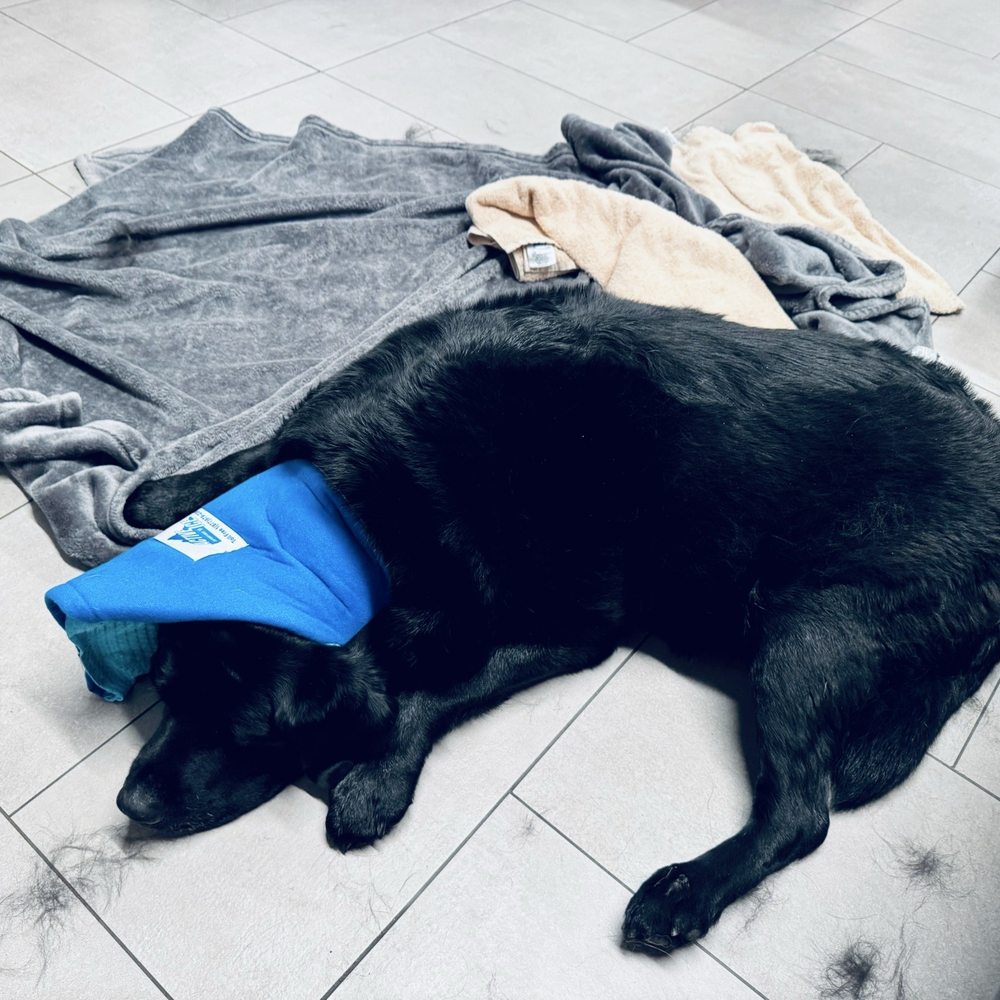VEG ER for Pets - Ice pack on he eye and hot swollen area. - Emergency Pet Hospital Near Me - Flower Mound, Texas VEG ER for Pets - Ice pack on he eye and hot swollen area. - Emergency Pet Hospital Near Me - Flower Mound, Texas