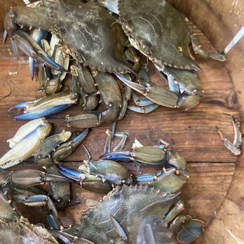 Captree Clam - Live blue claw crabs - Seafood Markets Near Me - West Babylon, New York Captree Clam - Live blue claw crabs - Seafood Markets Near Me - West Babylon, New York