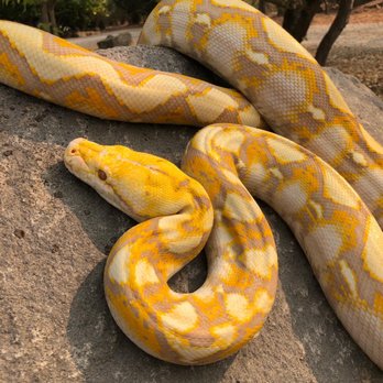 Killer Clutches - Butterscotch, the Purple Phase Albino Reticulated Python - Reptile Shops Near Me - Chico, California