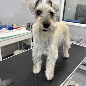 Puppy Pampering Pet Spa - Before! Still cute, but she makes him better! - Pet Groomers Near Me - Rancho Cucamonga, California