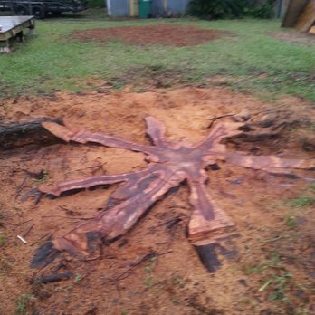 Stanford Tree Trimming & Removal - Tree Services Near Me Stanford Tree Trimming & Removal - Tree Services Near Me
