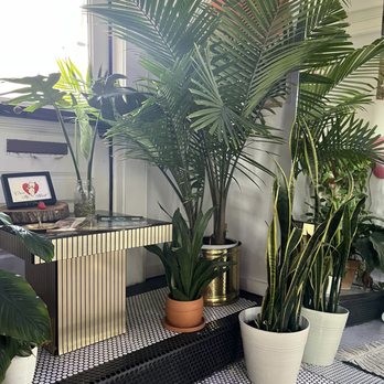 Beauty Haus - Lobby tons of pretty plants - Waxing Near Me - San Antonio, Texas