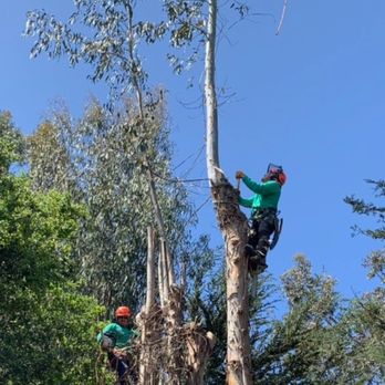 Coastal Tree Experts - Tree Services Near Me - Morro Bay, California
