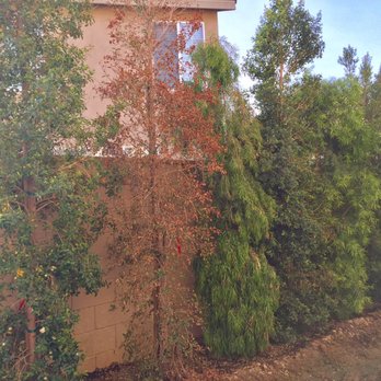 Moon Valley Nurseries - It's pretty awful - Tree Services Near Me - Chino, California Moon Valley Nurseries - It's pretty awful - Tree Services Near Me - Chino, California