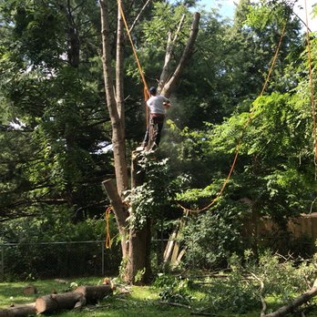 M&M tree services - Any size tree - Tree Services Near Me - Indianapolis, Indiana