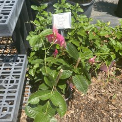 Fancy Plants
