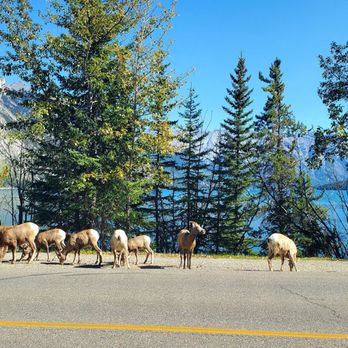 Lake Minnewanka - Big Horn Sheep - use the Two Jack Lake road to increase chance of seeing wildlife! - Lakes Near Me - Banff, Alberta Lake Minnewanka - Big Horn Sheep - use the Two Jack Lake road to increase chance of seeing wildlife! - Lakes Near Me - Banff, Alberta