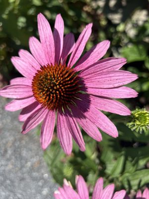 Coastal Maine Botanical Gardens by null