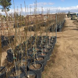 Herbold's Cal Nursery - Trees