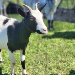 Chateau Merrillanne - Goat-A-Palooza: Sept. 2, 2023
