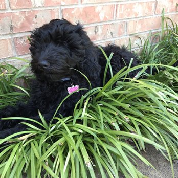 Karma Dog Training - Cleo enjoys resting in our monkey grass! - Dog Walkers Near Me - Plano, Texas Karma Dog Training - Cleo enjoys resting in our monkey grass! - Dog Walkers Near Me - Plano, Texas