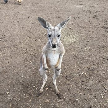 Indian Springs Ranch - kangaroo - Pumpkin Patches Near Me - Manchaca, Texas