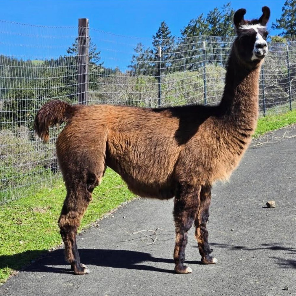 Llamas! Llamas!