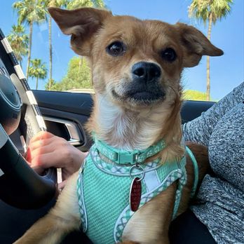 Arizona Small Dog Rescue - Our lil' Kuzco  (aka Alex Trebek at the shelter) - Animal Shelters Near Me - Tempe, Arizona