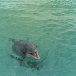 Tightlines Destin Charters - Dolphin sometimes like to get close to play.