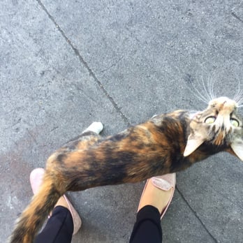 Dave's Depot - Friendly cat at store! - Cabinetry Near Me - Los Angeles, California Dave's Depot - Friendly cat at store! - Cabinetry Near Me - Los Angeles, California