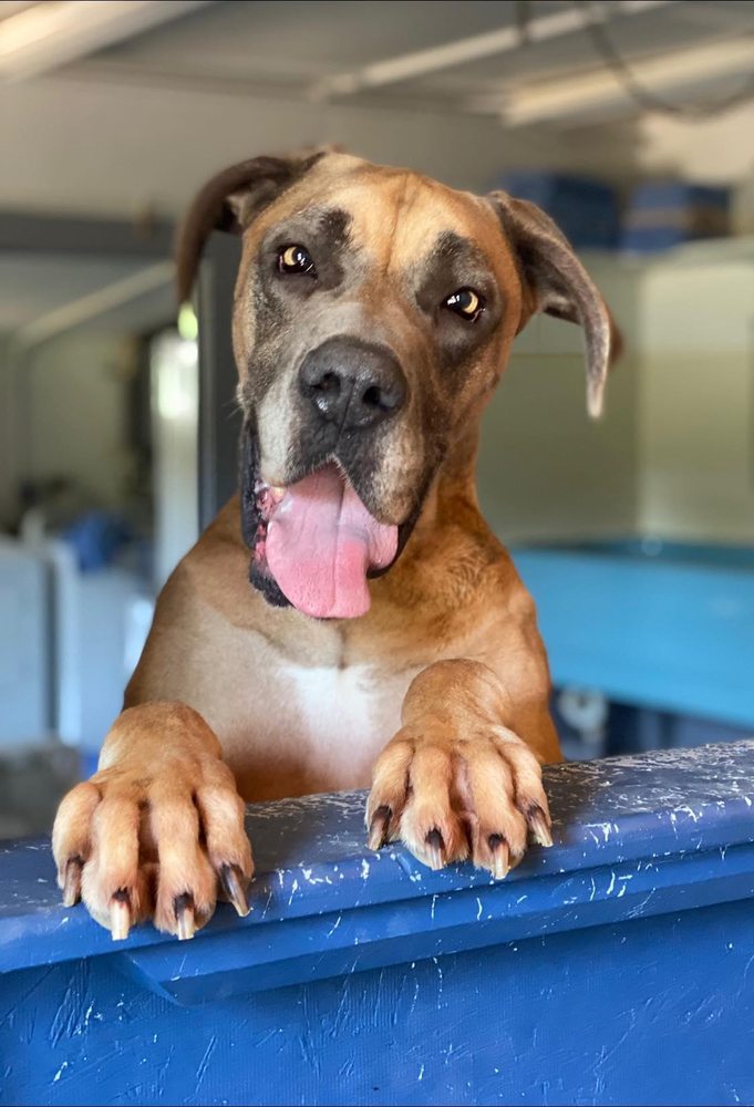 RIVER RETRIEVER KENNELS Updated August 2024 5796 Old Mayfield Rd