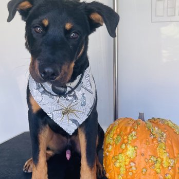 Classy K-9 Mobile Grooming - Love his cute Halloween themed scarf! - Pet Groomers Near Me Classy K-9 Mobile Grooming - Love his cute Halloween themed scarf! - Pet Groomers Near Me