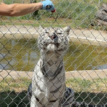 Great Cats World Park - Zoos Near Me - Cave Junction, Oregon