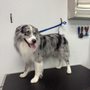 Fast Dog Grooming