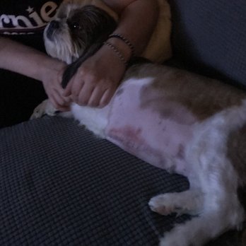 chateau dog & cat hospital