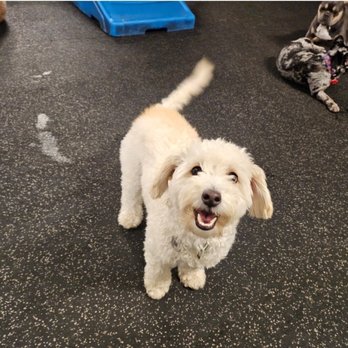 Fitdog - Happy dog - Pet Groomers Near Me - Santa Monica, California