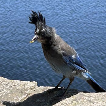 Bear Lake - Steller's Jay - Hiking Near Me - Estes Park, Colorado