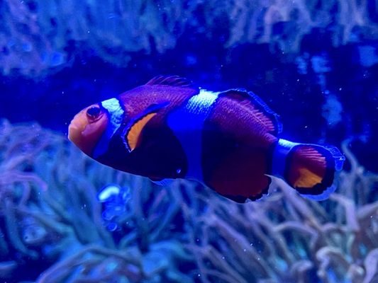 Pittsburgh Zoo & Aquarium by null