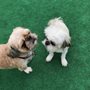 Photo of Pecos Pet Groomer