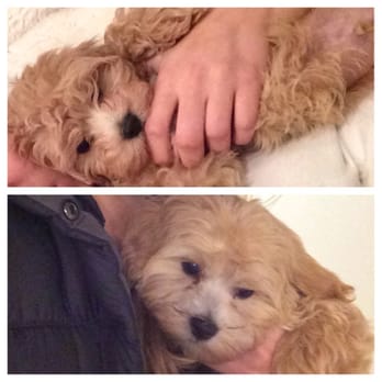 Bark Avenue Dog - The top is the original the bottom is what this place did to him... Shaved nose when I asked them not to - Pet Groomers Near Me - Rochester, New York