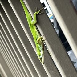 Sycamore Coffee - Outside lizard