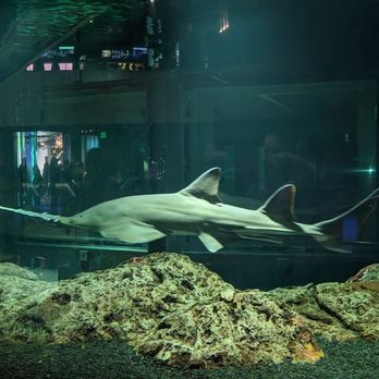 National Aquarium - Aquariums Near Me - Baltimore, Maryland National Aquarium - Aquariums Near Me - Baltimore, Maryland