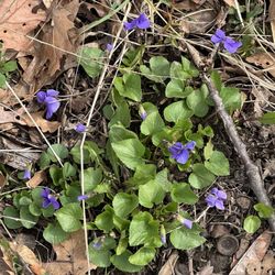 St James Farm Preserve - Common blue violets