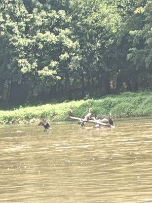 Downriver Canoe Company by null