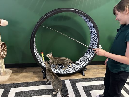 Catfeine Cat Cafe by null