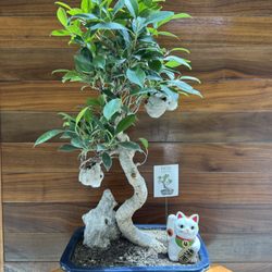 Grow a Leaf Shop - Unique arrangements