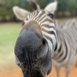 Cherokee Trace Drive Thru Safari