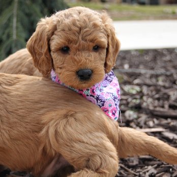 Puppies Designed - Pet Breeders Near Me Puppies Designed - Pet Breeders Near Me