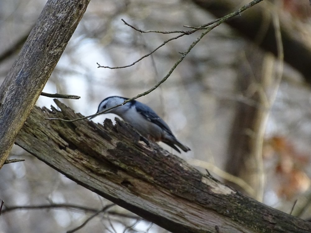 GERMANTOWN METROPARK NATURE CENTER 242 Photos 6910 Boomershine Rd